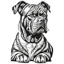 Dogue De Bordeaux Dog Pet Silhouette, Animal Line Illustration Hand Drawn Black And White Vector Realistic Breed Pet