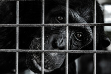 Chimpanzee Behind Cage Black And White Close Up.