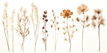 AI Generated. AI Generative. Organic Plant Wild Flower On White Paper Background Canvas. Decoration Romantic Beautiful Botanical Aesthetics Design. Graphic Art