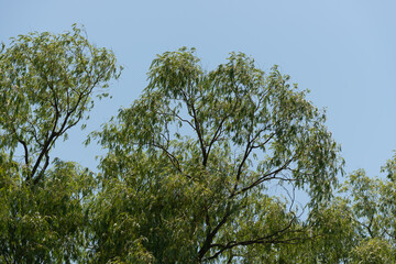 Canvas Print - top of willow trees on a blue sky