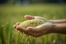 A Photo Realistic Image Of A Hand Holding A Pile Of Rice Grains In A Field. The Hand Is Cupped And The Grains Are Spilling Over The Sides. The Grains Are A Light Brown Color And Appear To Be Uncooked.