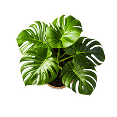 monstera leaf house plant top view