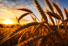 Wheat Field Close Up In Sunset, Photorealistic Landscape Made With Generative Ai