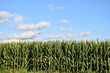 Corn Plants in a Farm Field