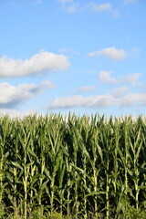 Canvas Print - Corn Plants in a Farm Field