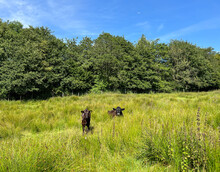 Two Dark Brown Cows, Relaxing In A Field, With Wild Plants And Long Grass Near, Delph, Oldham, UK