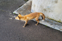 Fox On The Street