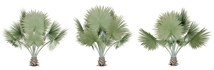 bismarckia nobilis palm tree on transparent background, png plant, 3d render illustration.