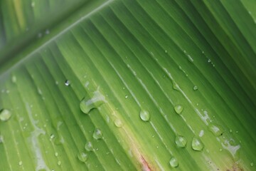 Wall Mural - leaf with water drops