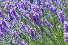 Lavender Flowers In The Field In A Bright Sunny Day