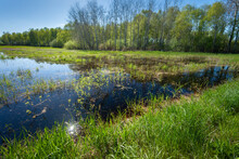 View Of The Green Wet Meadow In Front Of The Forest, Eastern Poland