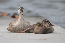 Eurasian Spot Billed Duck Family