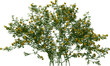 prairie rose bush hq arch viz cutout plant 3d render