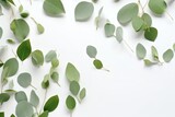 Fototapeta  - Eucalyptus leaves on white background. Flat lay, top view, copy space. Generative AI