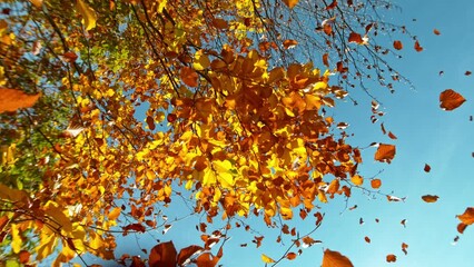 Poster - Super Slow Motion of Falling Autumn Beech Leaves. Ultimate Perspective, Leaves Falling Towards Camera. Filmed on High Speed Cinema Camera, 1000 fps.