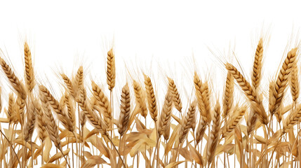 Golden wheat field border closeup, Harvest concept. Generative AI