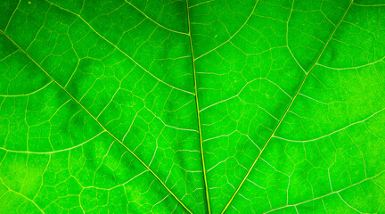 Wall Mural - The surface of the leaf