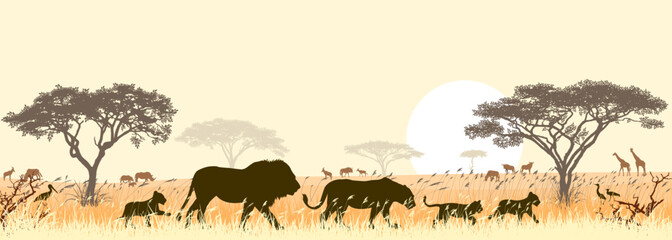 a pride of lions walking in savannah. silhouettes of wild lions of the african savanna against the b