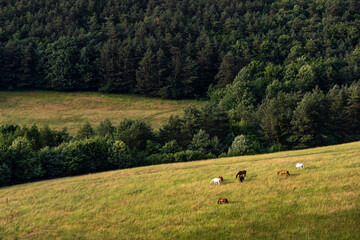 horses feeding on the meadow