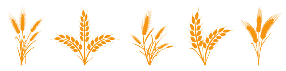 wheats rye rice ears set icons design elements of organic agricultural food. harvest wheat grain for