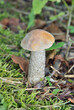 Edible mushroom (Leccinium oxydabile)