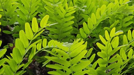Wall Mural - branches of a tree like to an acacia with green fresh foliage, close up