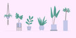 Set of vector flat house plants in pots. Two colours simple illustration.