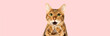 Surprised cat covering his mouth with his paws on a pink background.