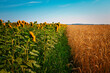 Korn - Feld - Golden - Wheat - Field  - Harvest - Concept - Farmland - Blue -  Sky - Sunset - Ears -  Beautiful - Nature - Landscape - Background - Sunny -  Day - Ecology - Sunflowers - Bio