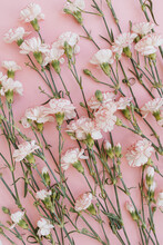 Pink Carnation Flowers On Pink Background