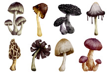 Set Of Watercolor Forest Mushrooms, Various Toadstools.Vector Graphics.