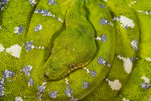Corallus Caninus - Green Snake Coiled Into A Ball.