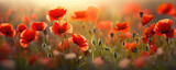 Fototapeta Maki - Poppy field. Remembrance day concept, middle of the day 