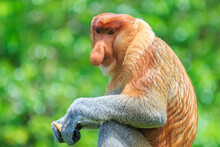 Proboscis Monkey Or Nasalis Larvatus