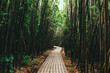 © Yggdrasill - Path under a bamboo forest on the Pipiwai trail