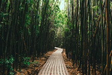 Path Under A Bamboo Forest On The Pipiwai Trail