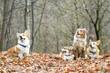 Psy rasy corgi pembroke i owczarek australijski w jesiennym lesie