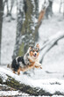 pies w zimie w lesie