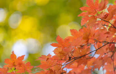 Wall Mural - orange maple foliage on bright green background