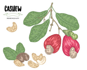 Wall Mural - Cashew set. Hand drawn Cashew tree branch with ripe fruits and nuts. Vector illustration in vintage sketch style.