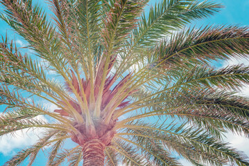 Wall Mural - Palm tree against blue sky. Summer background