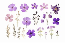Arrangement Of Spring Purple Flowers Against A White Background. Blooming Concept. Flat Lay