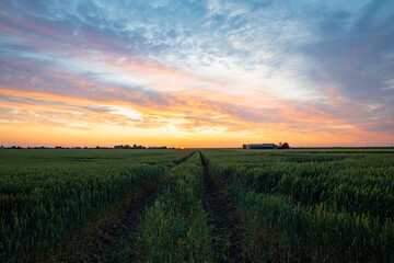 Wall Mural - idyllic view of a colorful sunset over a wheat field