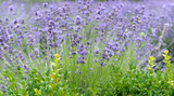 Fototapeta Lawenda - Blooming lavender on green grass with blurred background