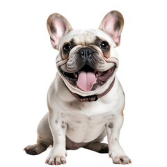 Wall Mural - french bulldog isolated on white