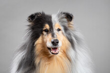 Happy Smiling Rough Collie Dog Portrait In The Studio On A Grey Background