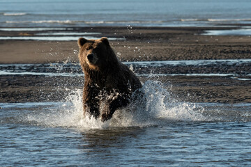 Wall Mural - Brown bear (Ursus arctos) fishing along the coast; Lake Clark National Park; Alaska