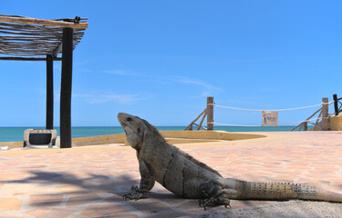 Wall Mural - Portrait of an Iguana in front of ocean on the beach (Merida, Yucatan, Mexico).