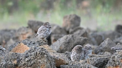 Wall Mural - Beautiful little owl in the wild. Athene noctua.