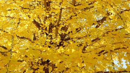 Wall Mural - dramatic view of yellow gingko leaves blowing in wind in autumn or fall, nature or landscape, nobody